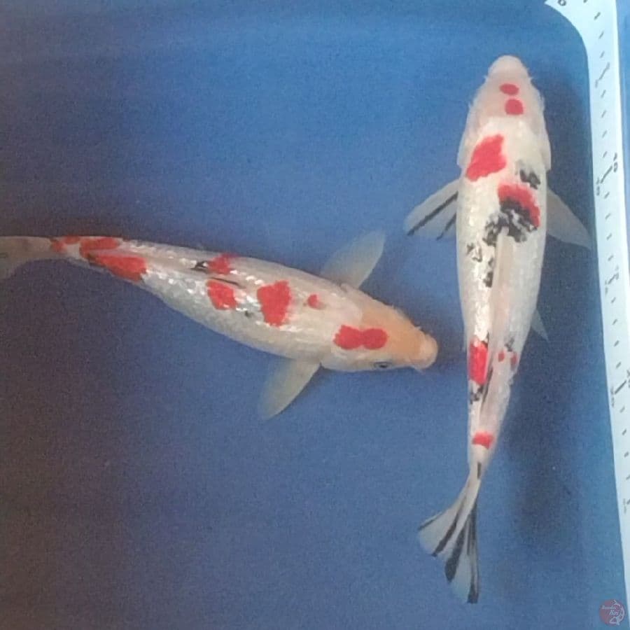 23&25cm Sanke Domino Ginrin