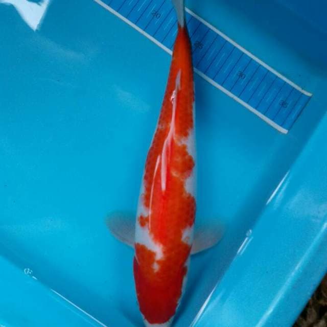 Kohaku jreeengg