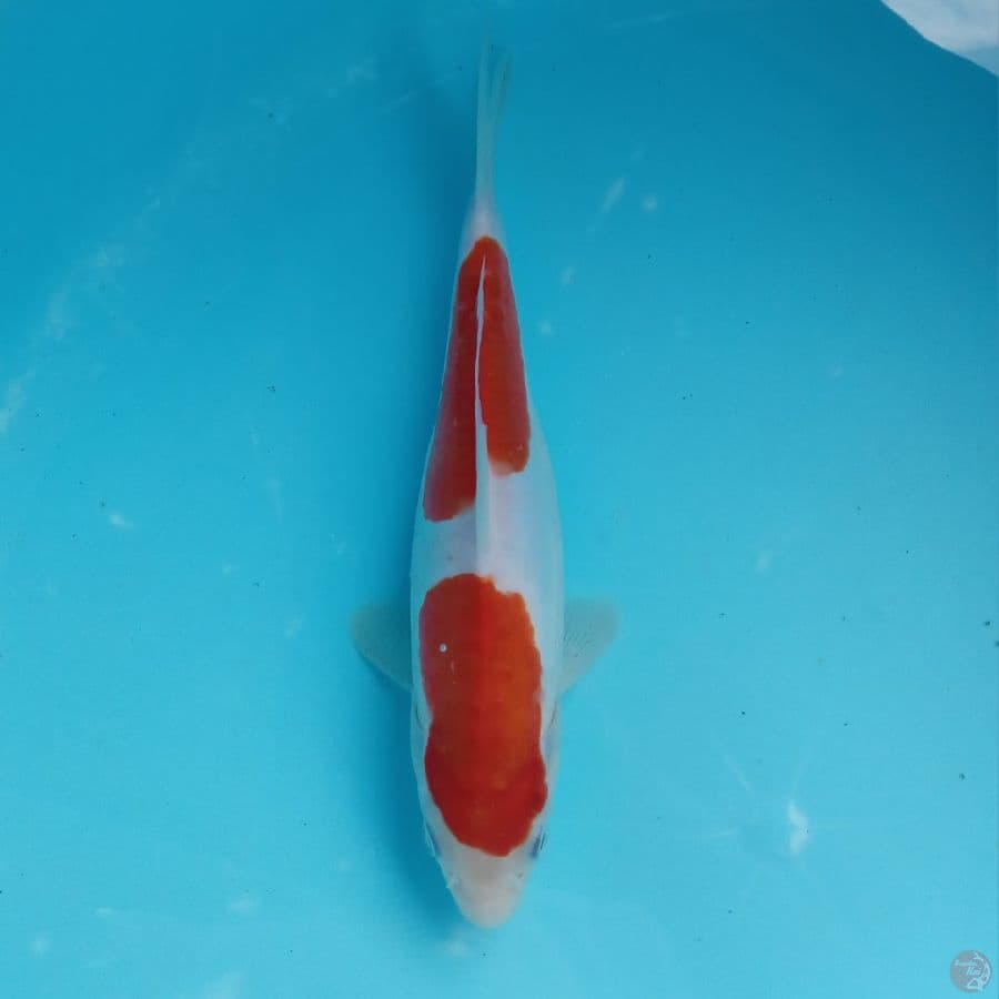 DOITSU MURNI 2 STEP 24CM