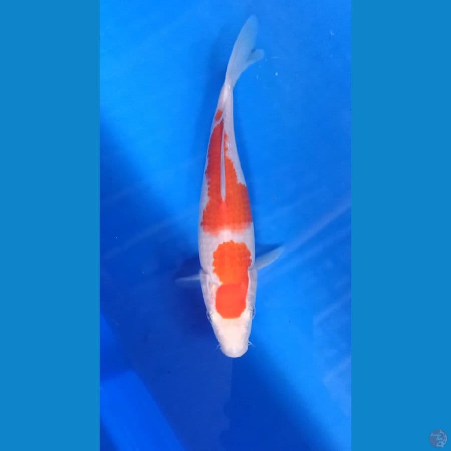Kohaku 23cm