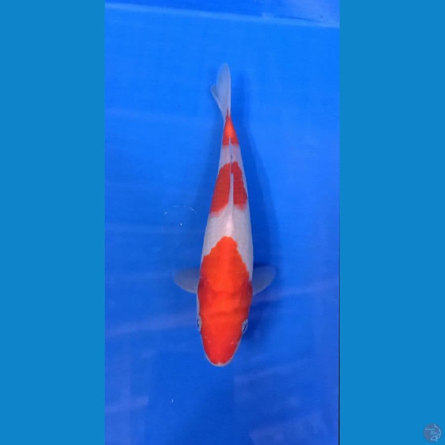 Kohaku 21cm