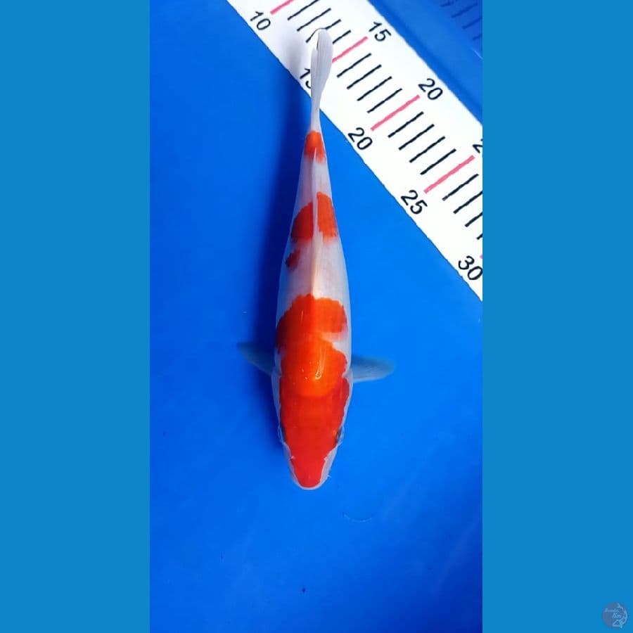 Kohaku 26cm