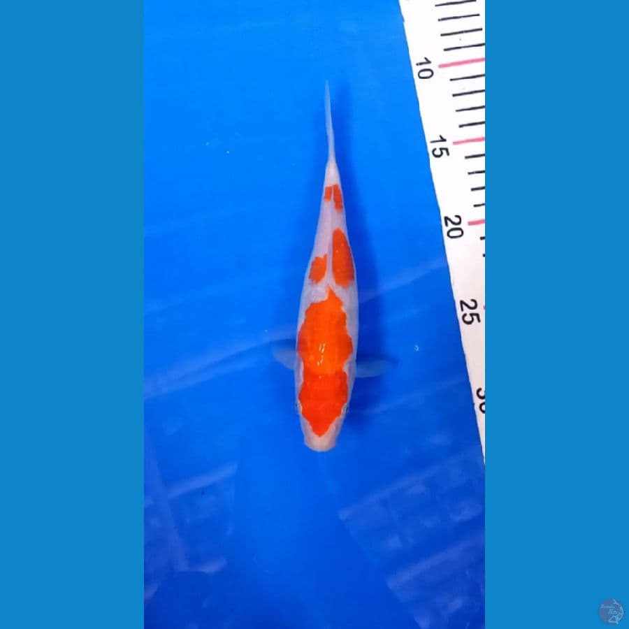Kohaku 22cm