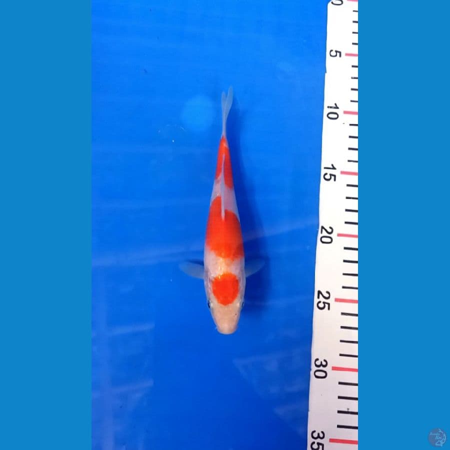 Kohaku 20cm