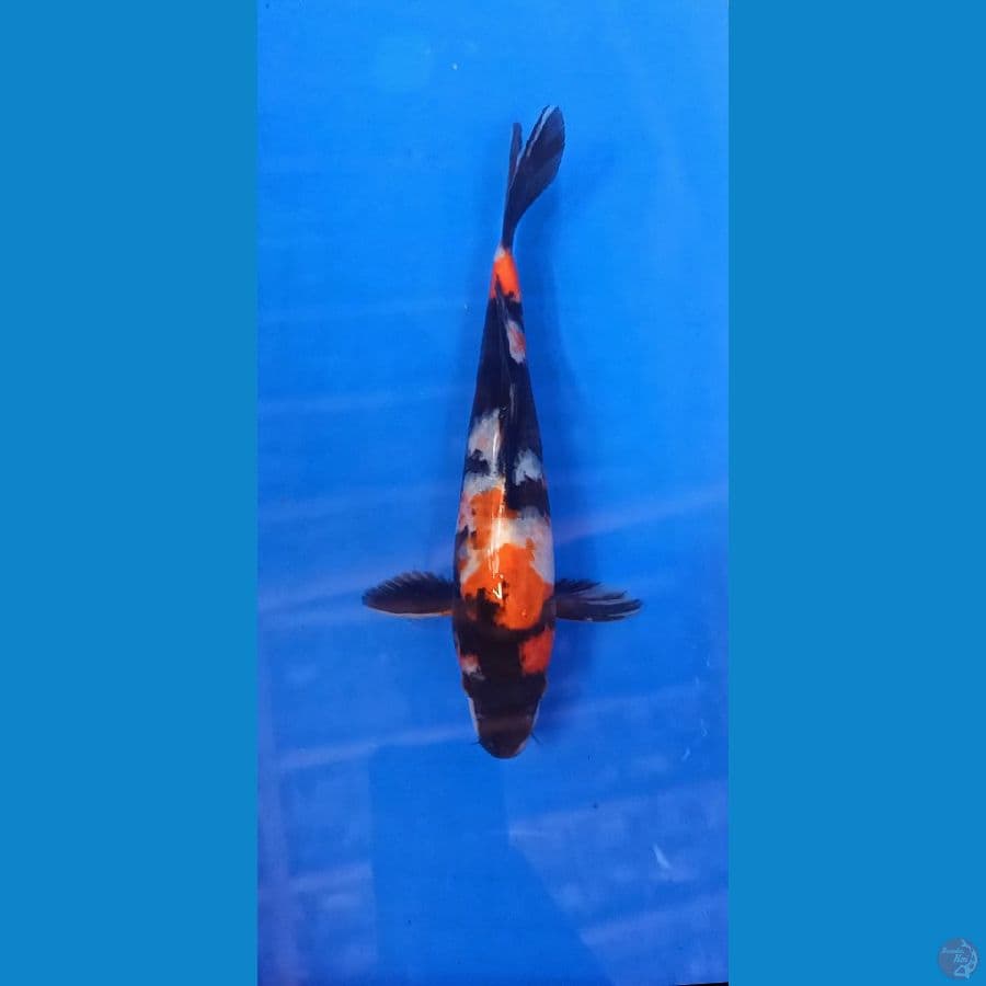 Showa 25cm