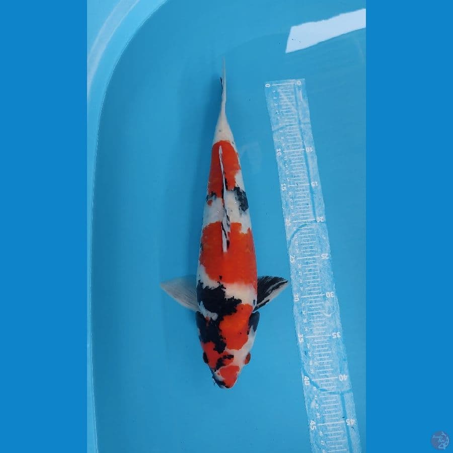 42cm Male ori