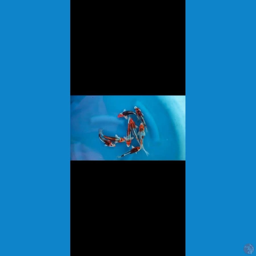 kujaku import saito 8 ekor