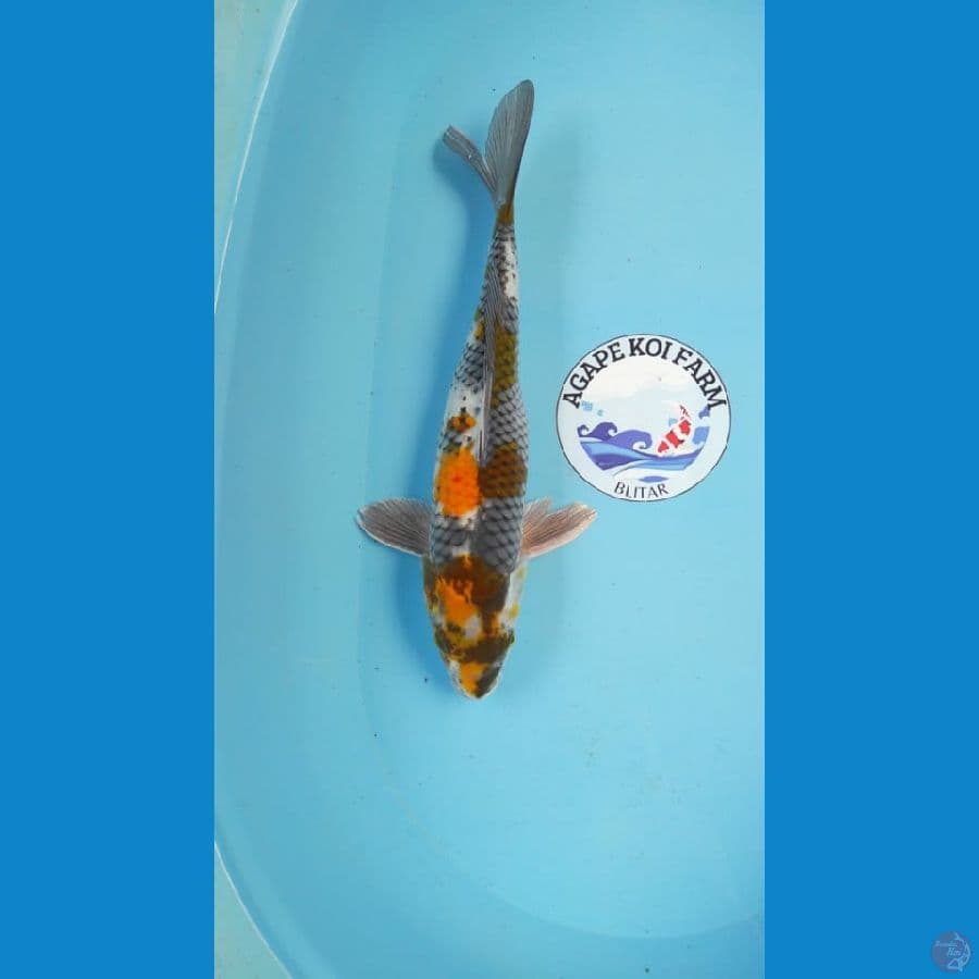 kin showa 38 cm