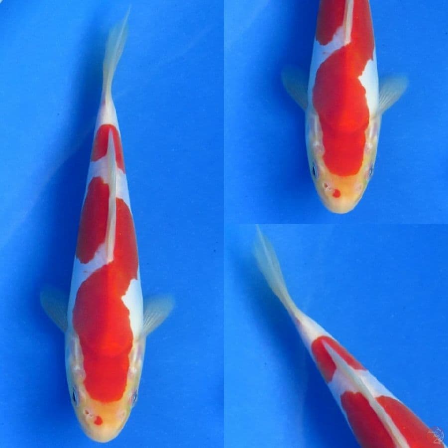 20cm , Kohaku Doitsu Murni
