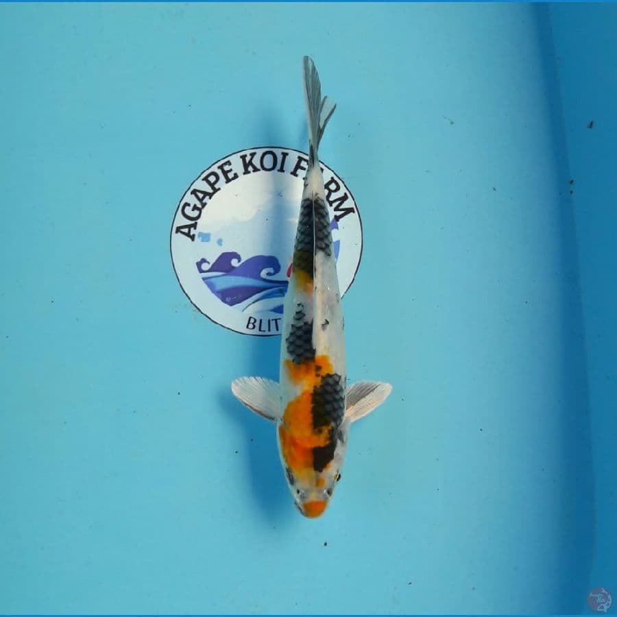 kin showa 24 cm