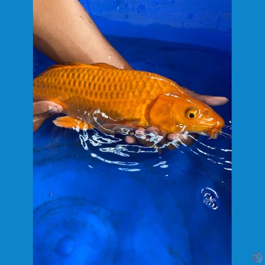40 jantan punuk chagoi
