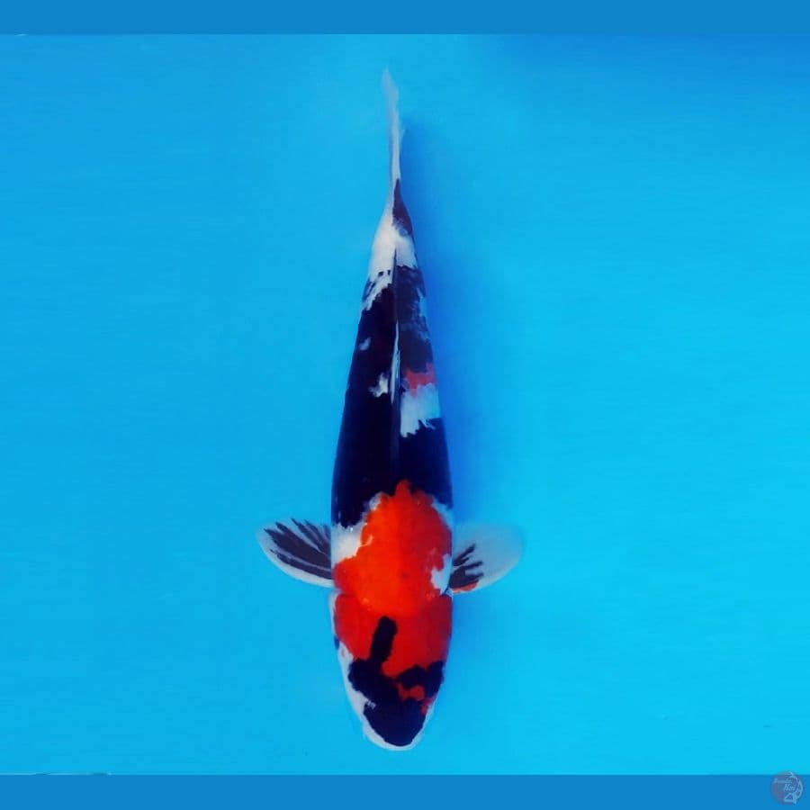 AKAGI 17 - Showa 32 cm/male ®
