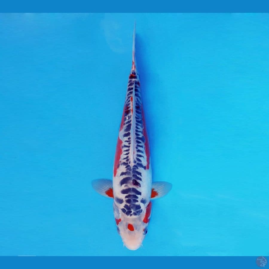AKAGI 16 - Shusui 29 cm/cm ®