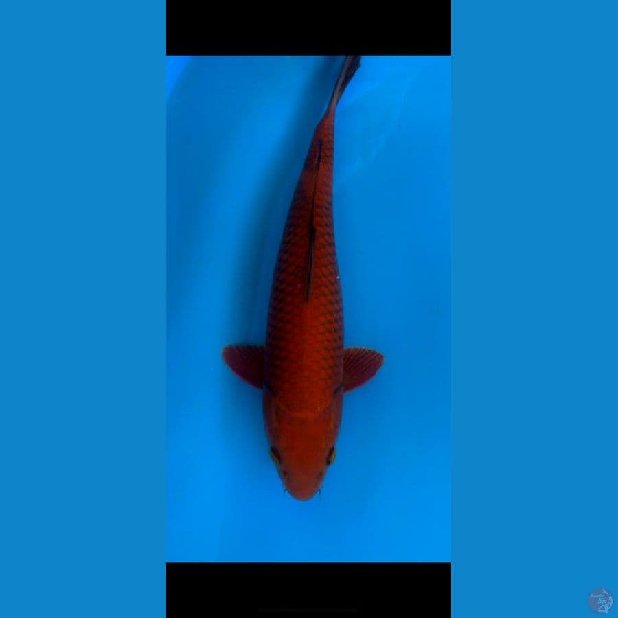 CHAGOI 39CM