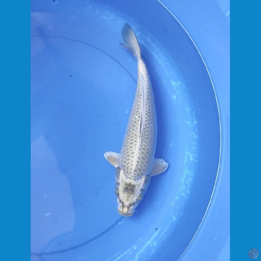 mukasi 35 cm