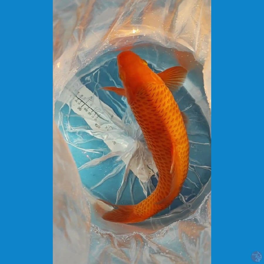 karamel