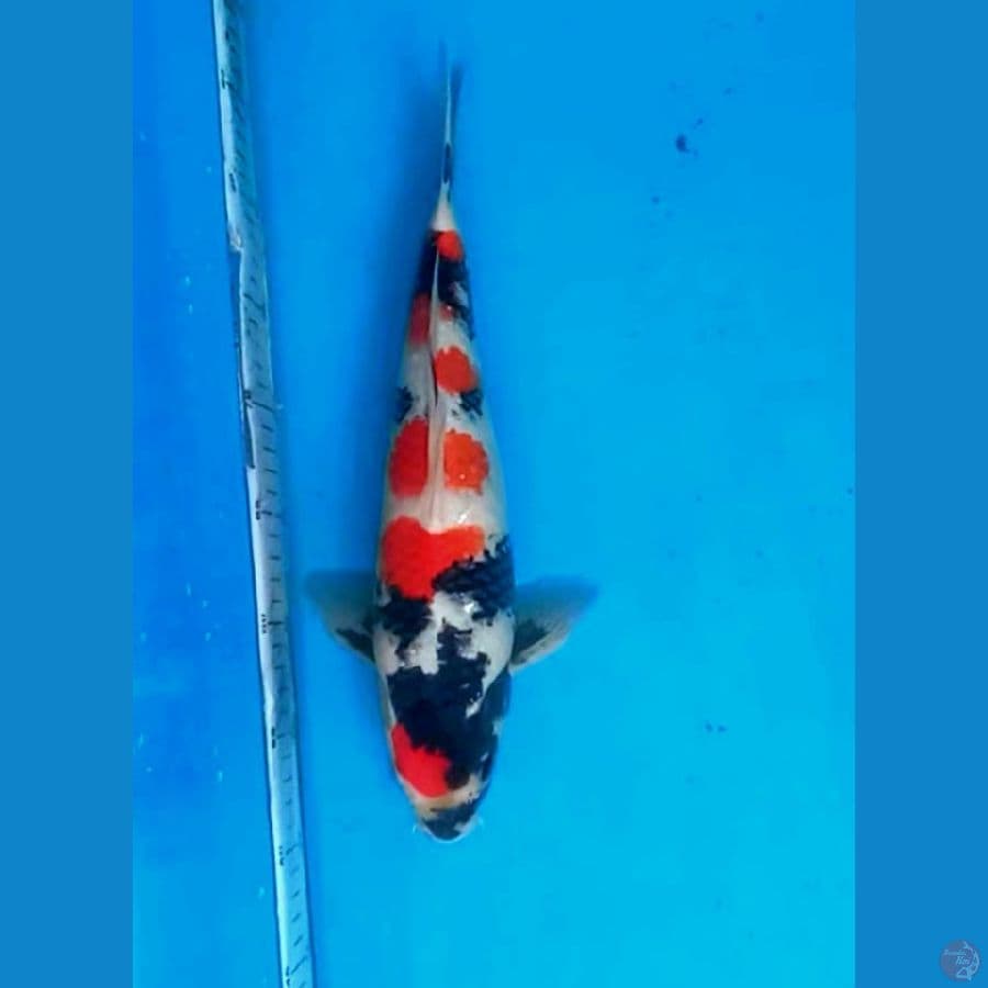 Showa Sumi Cat 38cm Male