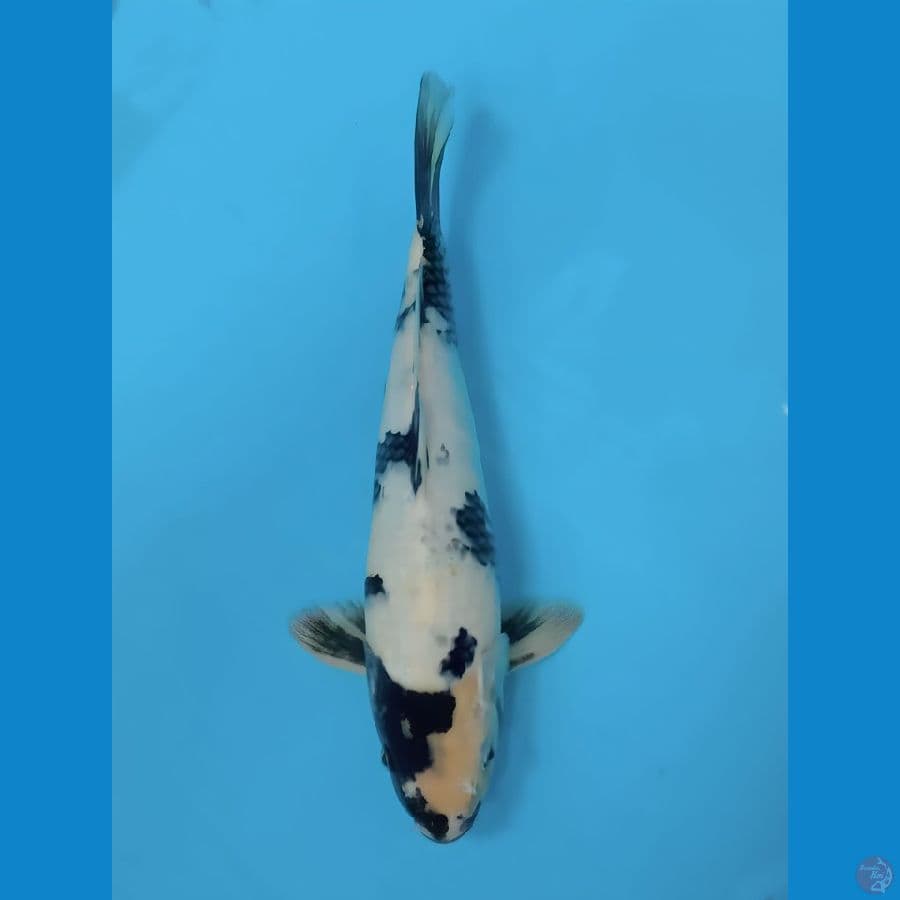 SHIRO 36 CM