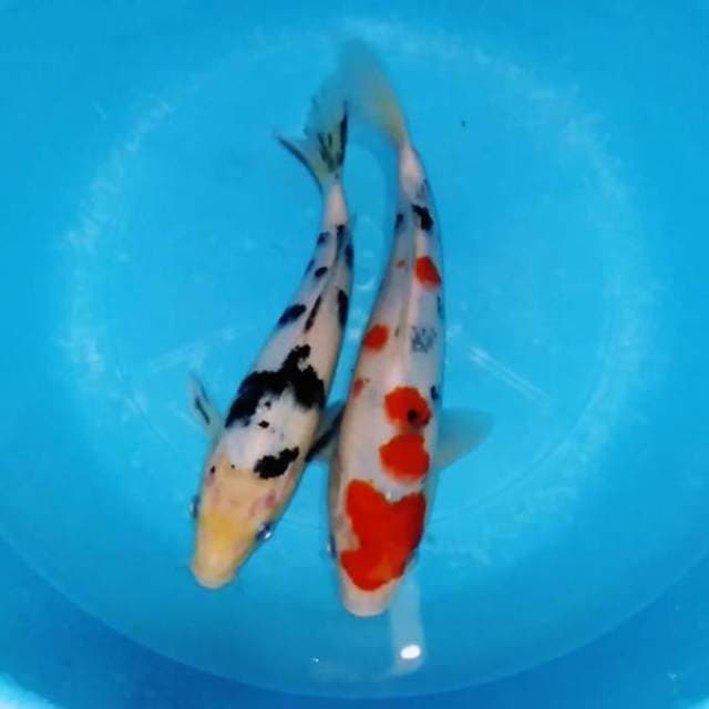 Duo original