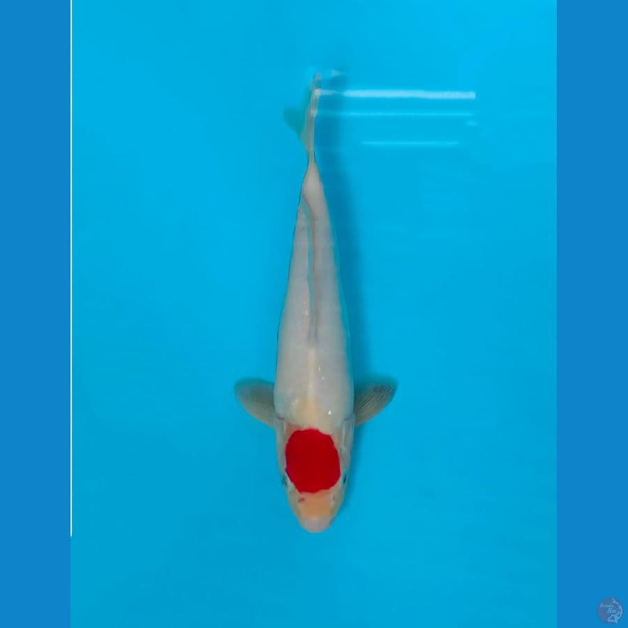 TANCO KOHAKU 28 CM (ORI)