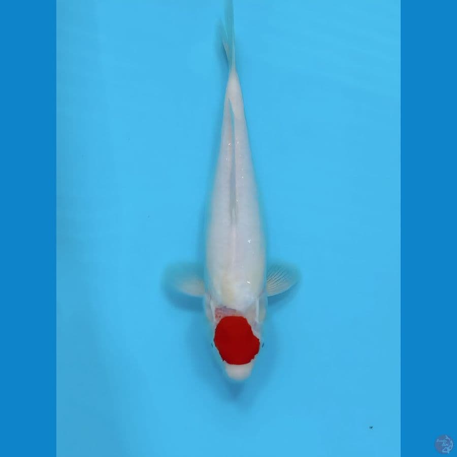 TANCO KOHAKU 30 CM