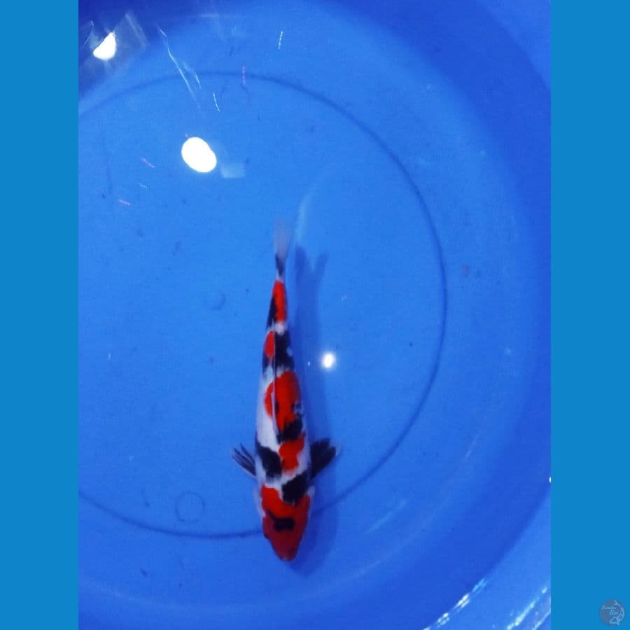 SHOWA MALE || 30BU