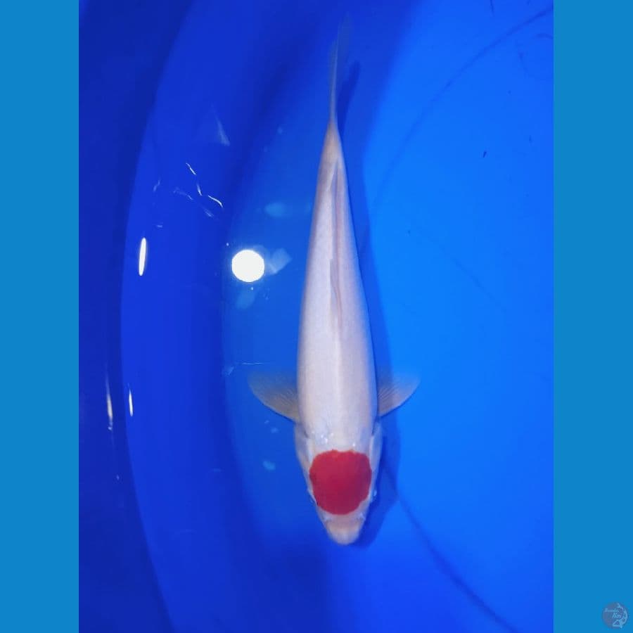 TC KOHAKU ORI MALE || 25CM