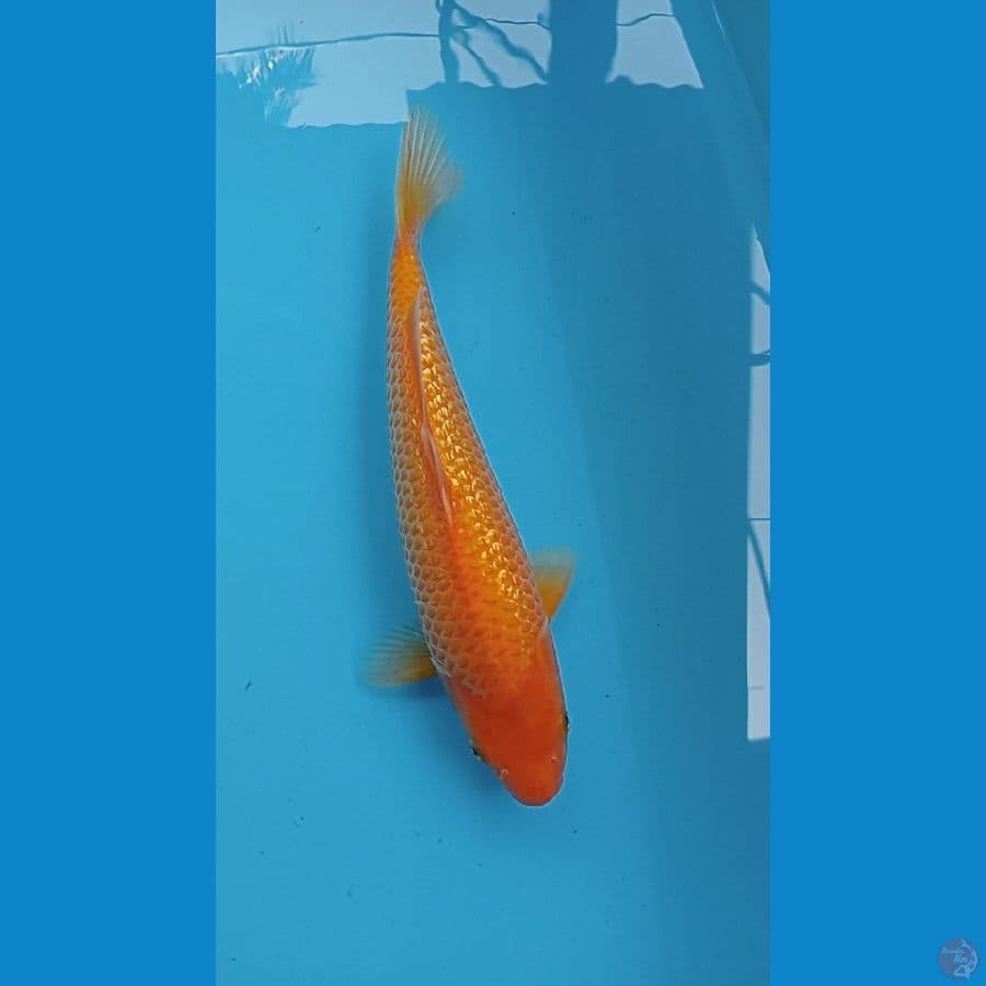Red karasi Gindrin