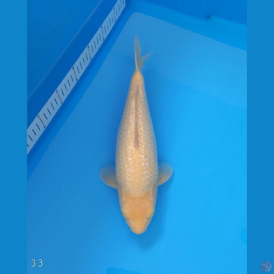 Karashi Ginrin 33 cm | Saipul Madina