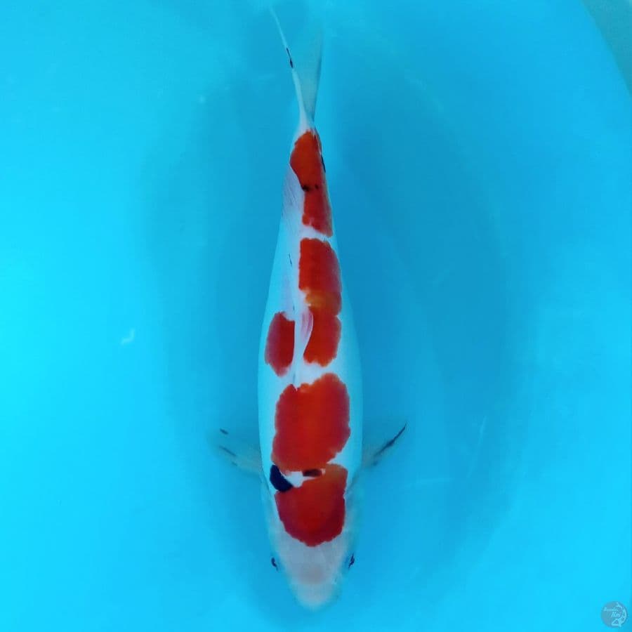 DOITSU SANKE MURNI MALE 37CM