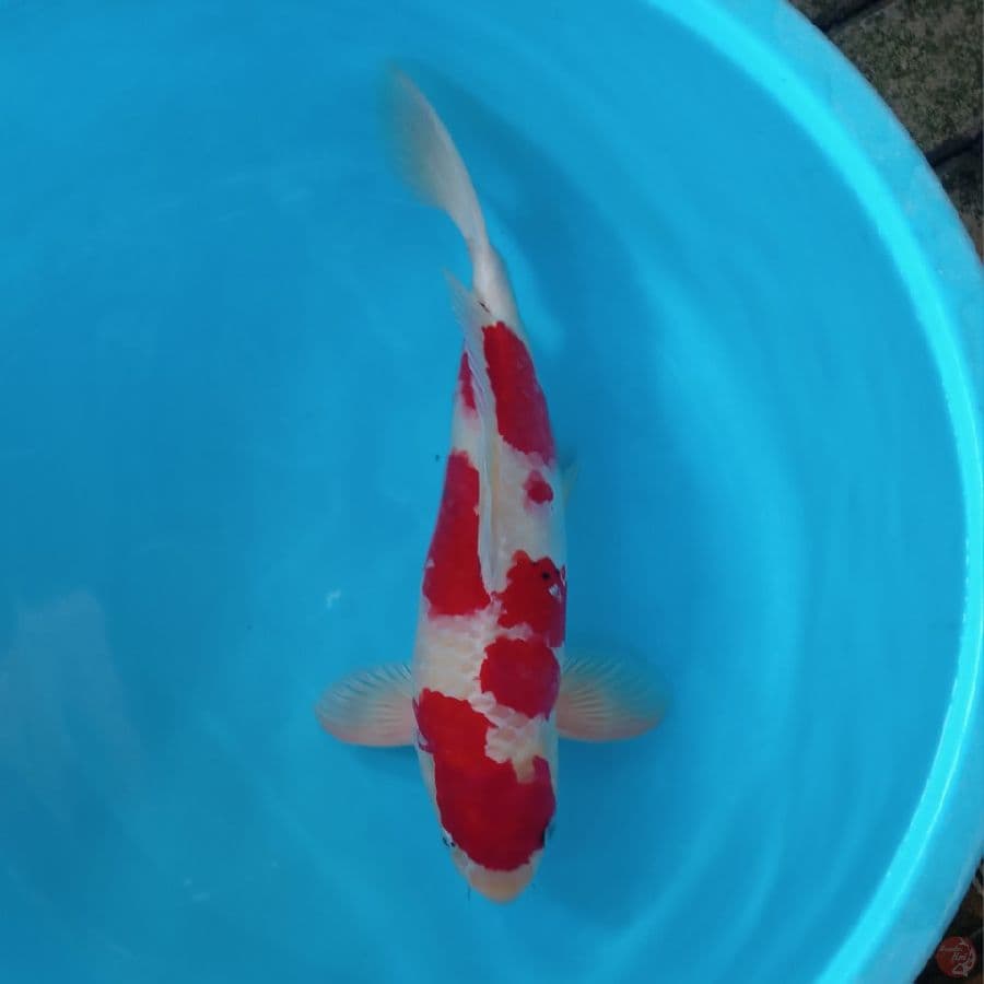 HARIWAKE SB JANTAN 42CM