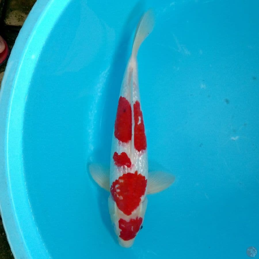 AI GOROMO GINRIN JANTAN ORI 37CM