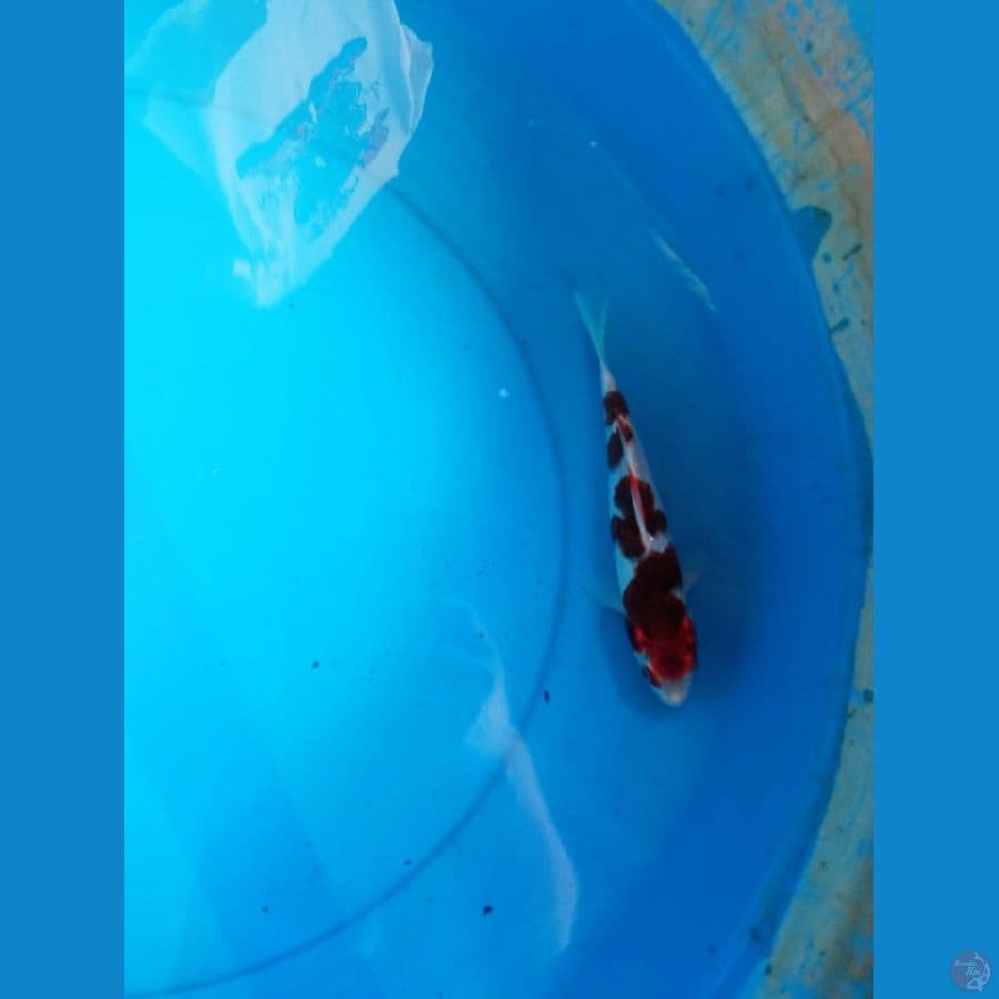 goromo 20cm