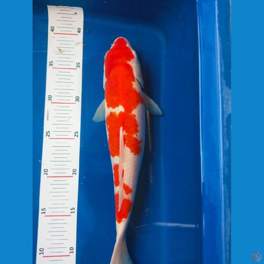 kohaku 33cm