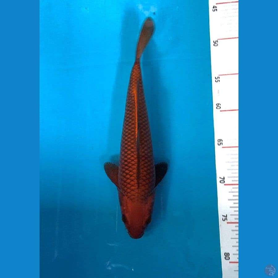 Beni Chagoi size 27cm
