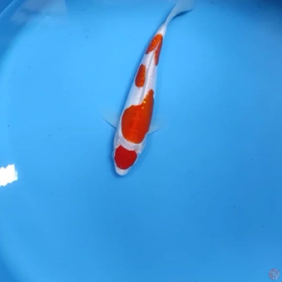 kohaku doitsu 25bu