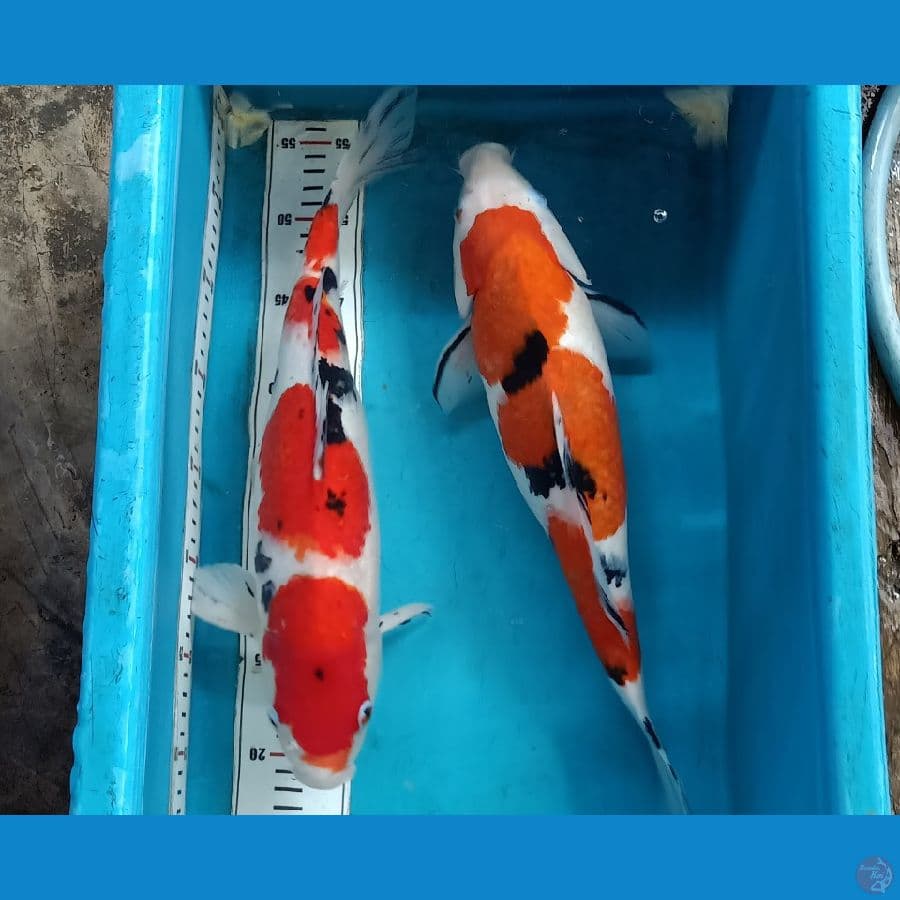 Sanke 40cm