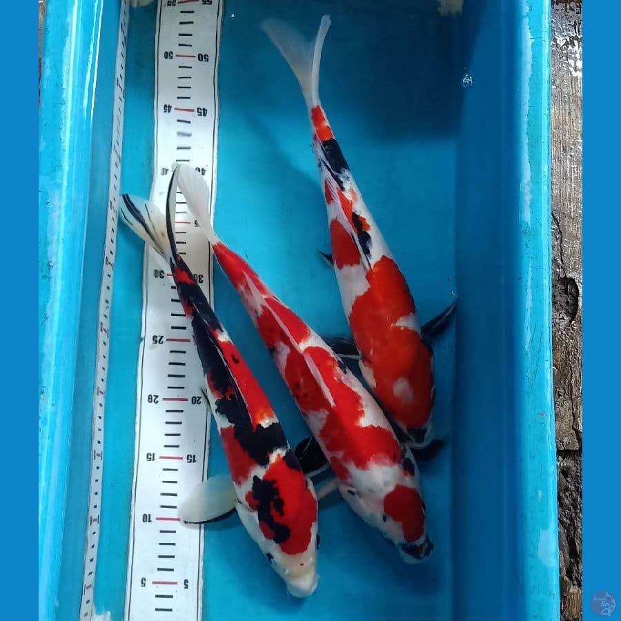 37cm-38cm Tategoi Showa