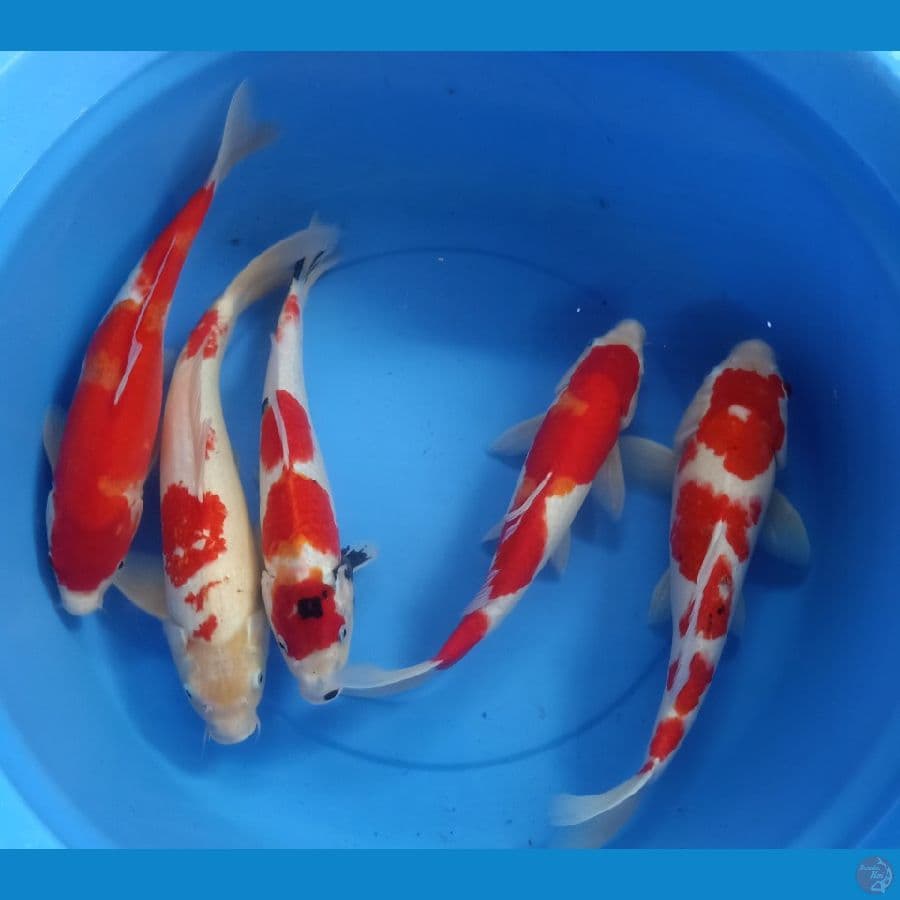 Mix Kohaku, Showa 38cm-42cm