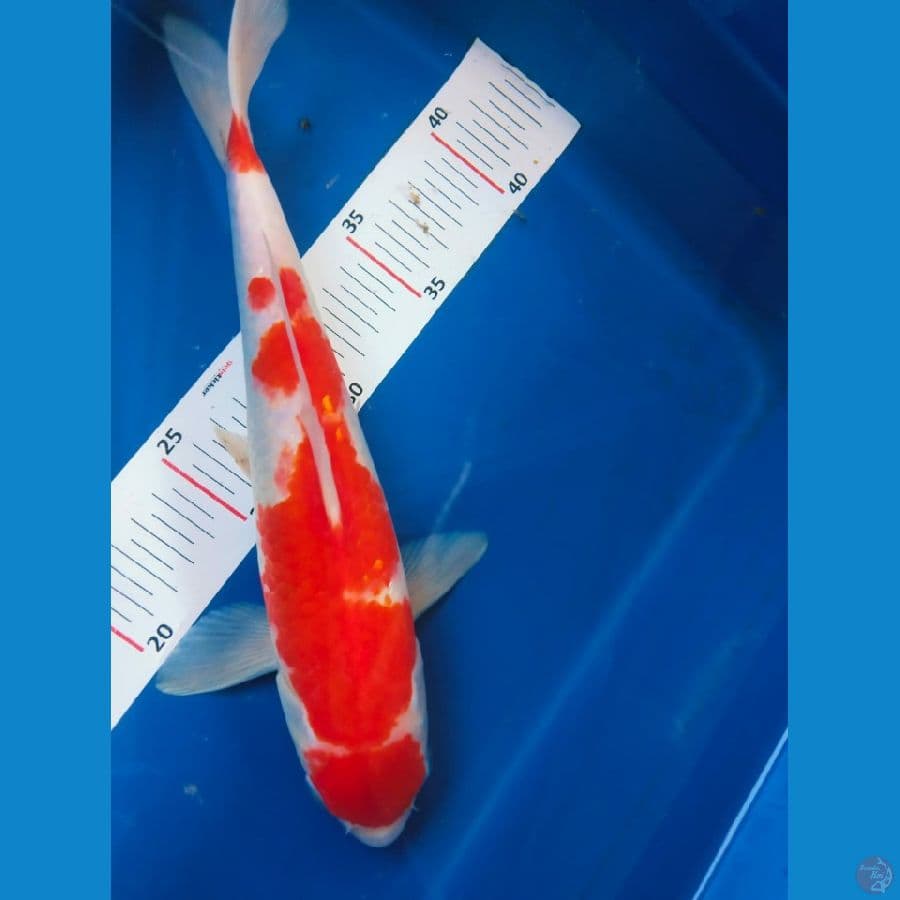 kohaku 28cm