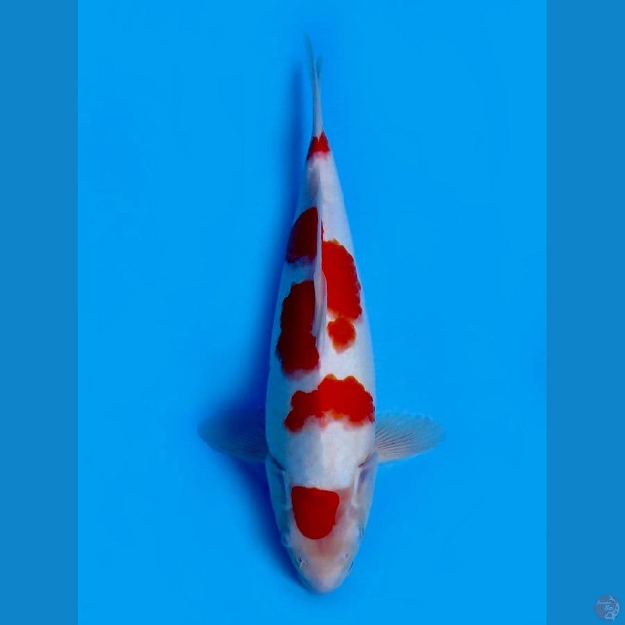 37cm , Maruten Kohaku Ori