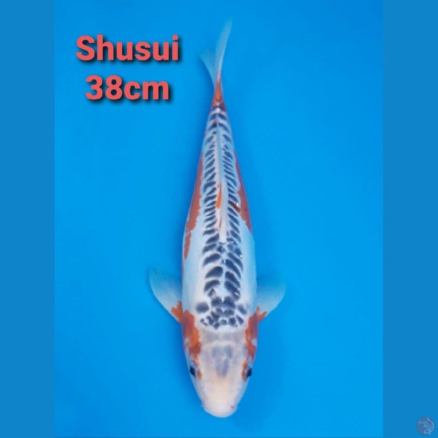 SHUSUI 40CM