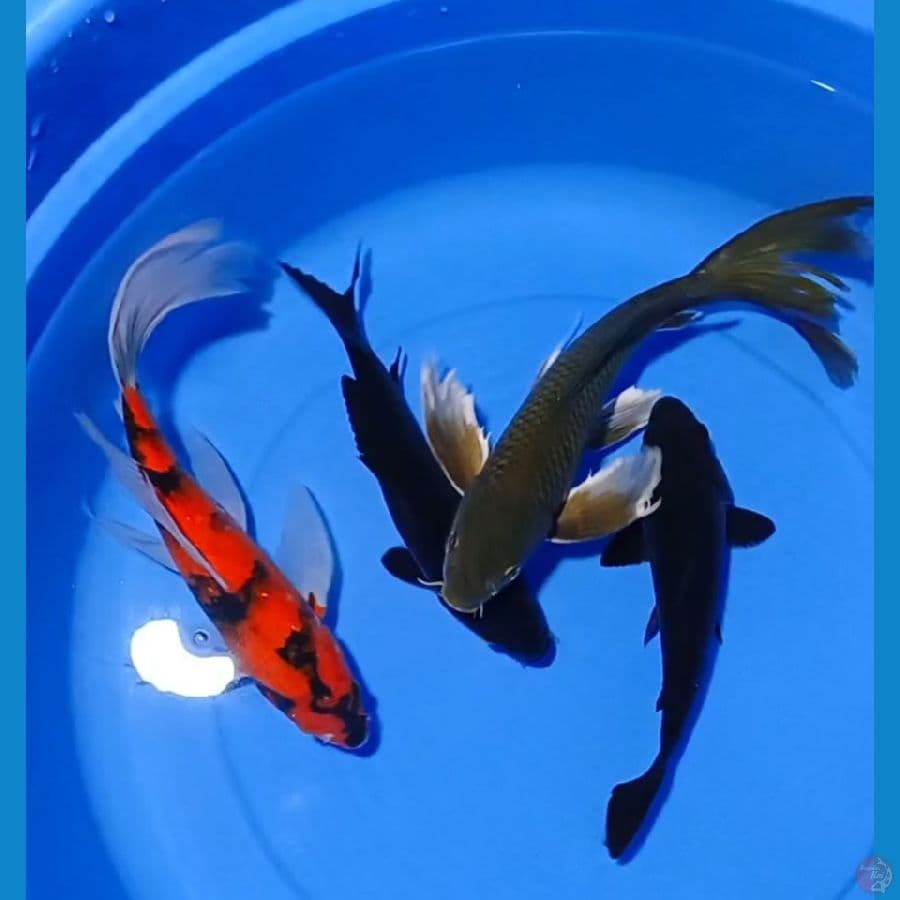 paket kumpay hishowa_ midori mix karasu . 25_25_32_32cm