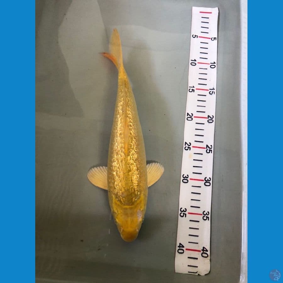 karashi 30cm