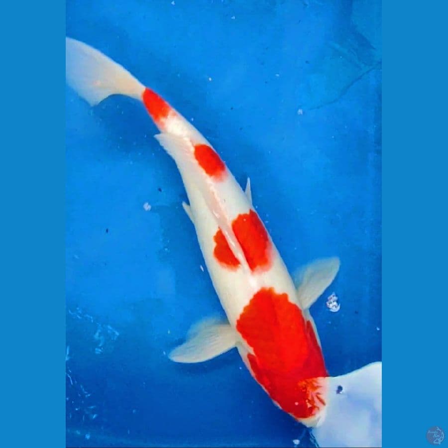 Kohaku 32 cm Super