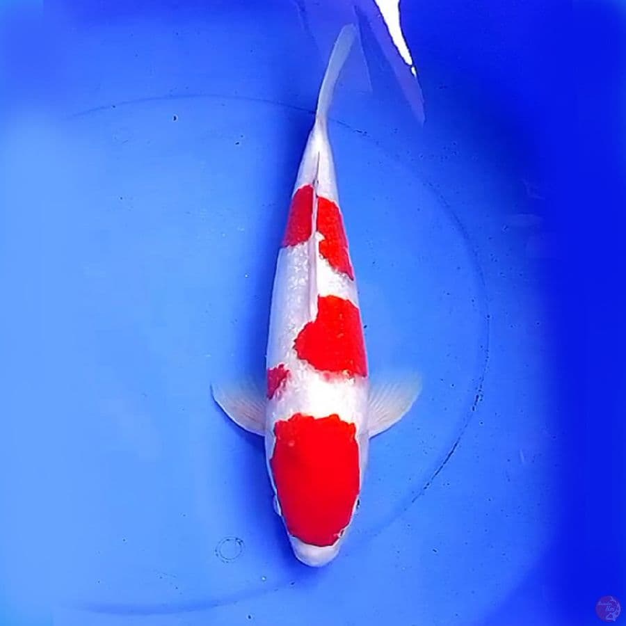 39cm KINGINRIN KOHAKU RED VELVET