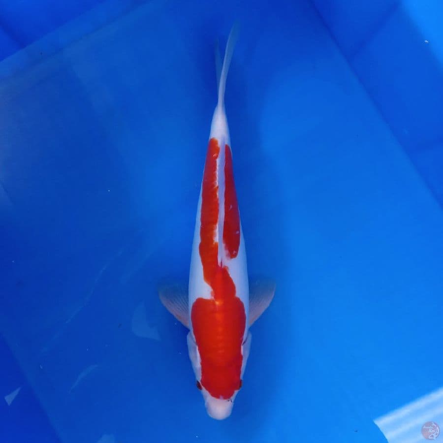 KIKUSHUI STRONG MALE ORI 37CM