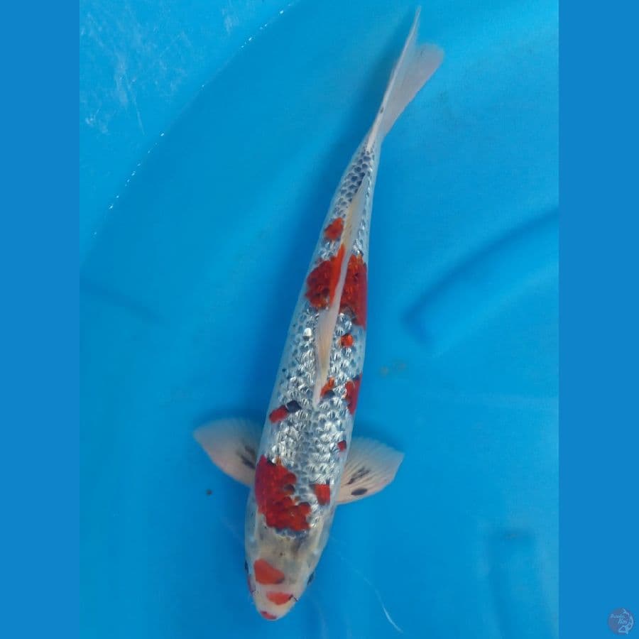 GOSHIKI GINRIN MALE 45CM