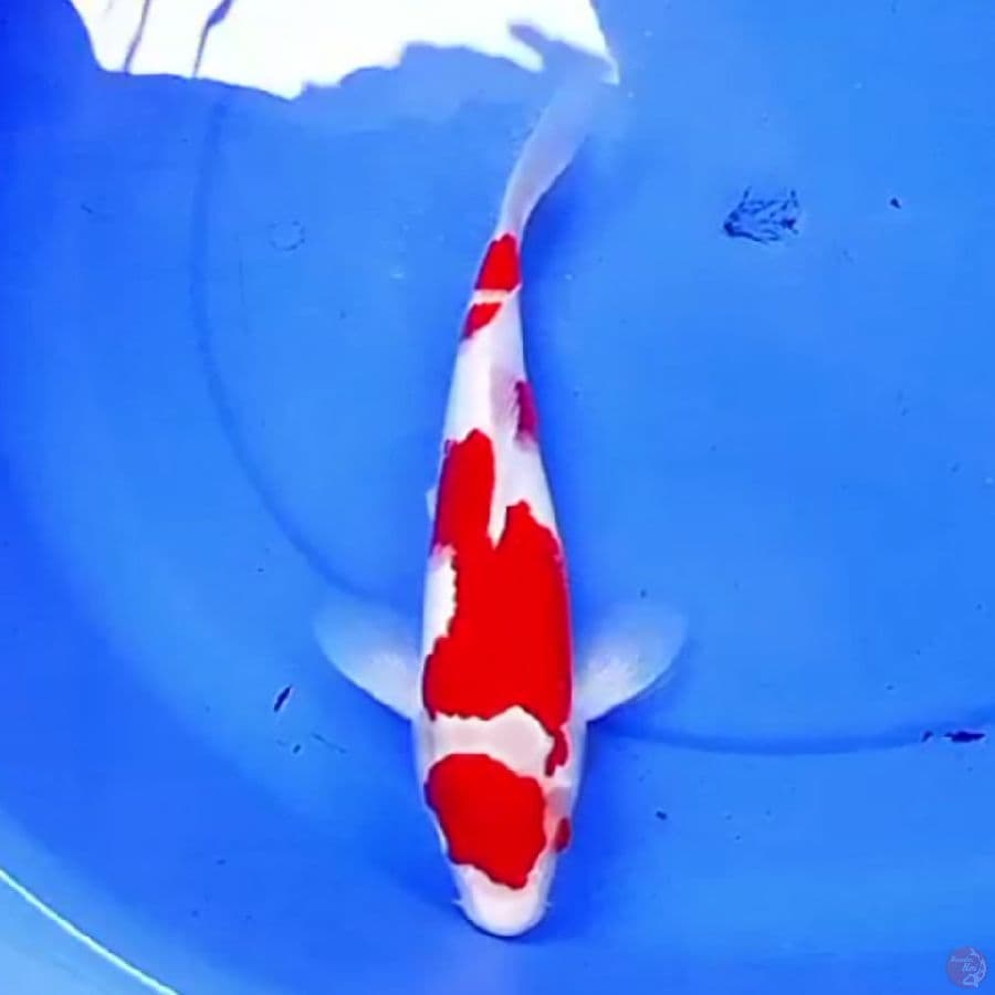 33cm KOHAKU BAGUS STRONG