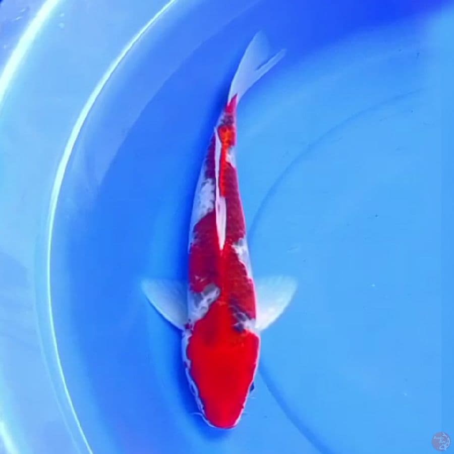 37cm NAGA AIR GOSHIKI RACING